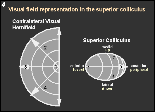 visual field representation in the superior colliculus