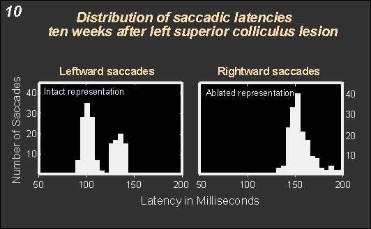 distribution of saccadic latencies ten weeks after left superior colliculus lesion - no express saccades are made