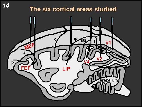 The six cortical areas studied
