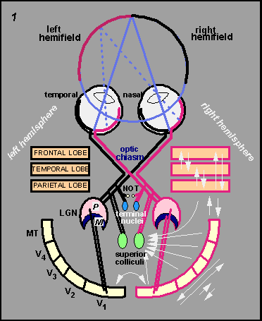 schematic of primate visual areas and their connectivity