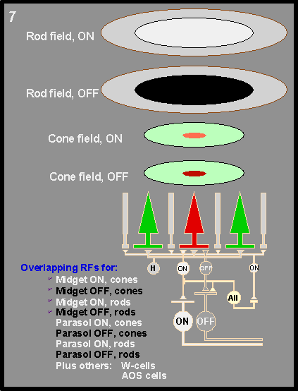 rod and cone on and off receptive fields