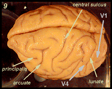 Top view of monkey cortex