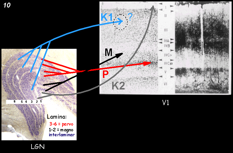 major connections from LGN to V1