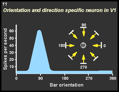 orientation and direction specific neuron in V1