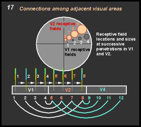connections among adjacent visual areas