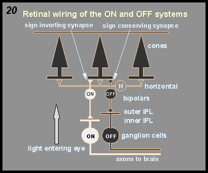 retinal wiring of the ON and OFF systems