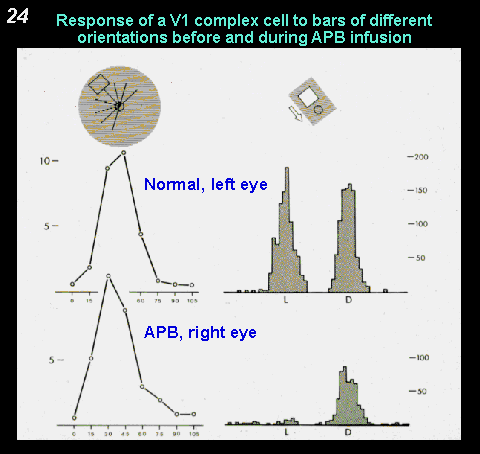 response of a V1 complex cell to bars of different orientations before and during APB infusion