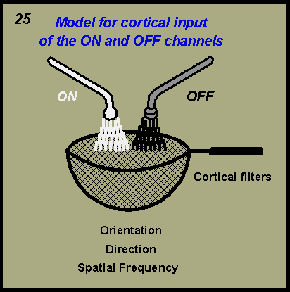 model for cortical input of the ON and OFF channels