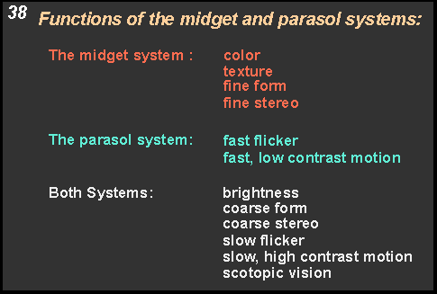 functions of the midget and parasol systems