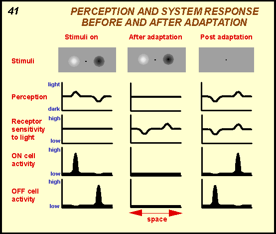 perception and system response before and after adaptation