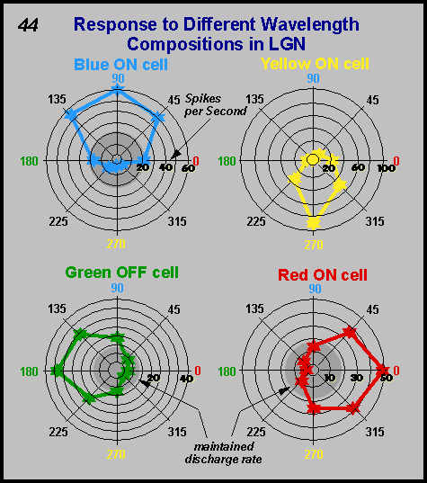 response to different wavelength compositions in LGN