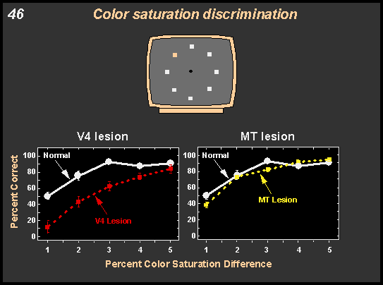 color saturation discriminiation
