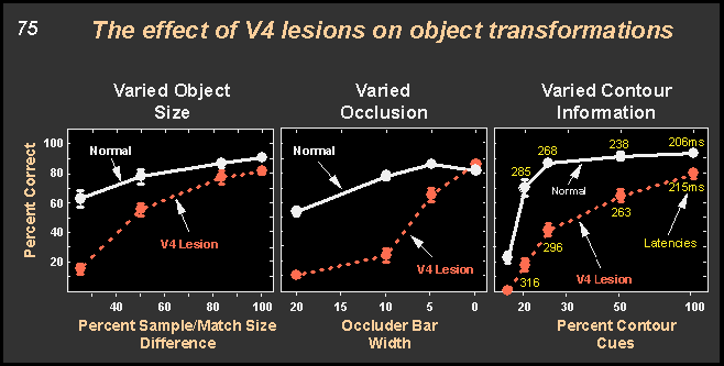 the effect of V4 lesions on object transformations