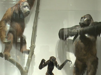 Meet the Family: Investigating Primate Relationships