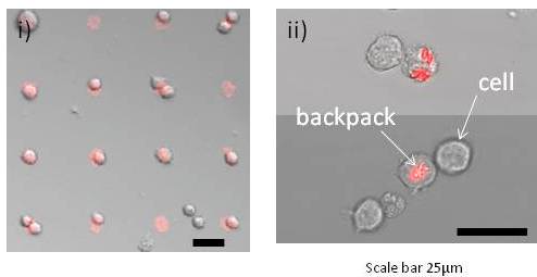 Interaction of WEHI 265.1 Monocytes with Fluorescent antibody coated i) array ii) backpacks