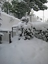 This snow is probably within this tree's specs.