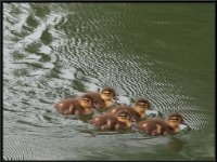 Ducks4