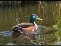 Ducks48