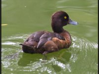 Ducks62