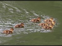 Ducks75