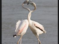 Flamingos14