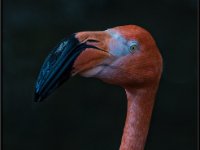 Flamingos23