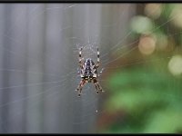 Seattle Spider