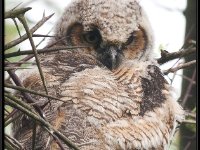 Owls3