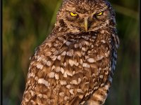 Owls47