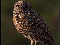 Owls58