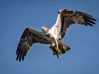 Raptors12-enhanced 1920x1358 U 80 Original ratio