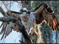 Raptors18-enhanced 1920x1268 U 80 Original ratio