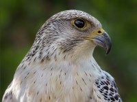 Raptors20-enhanced 1920x2628 U 80 Original ratio