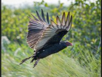 Raptors23-enhanced 1920x1718 U 80 Original ratio