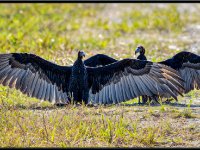 Raptors24-enhanced 1920x1035 U 80 Original ratio