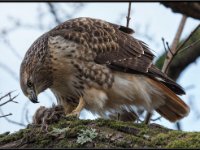 Raptors6-enhanced 1920x1388 U 80 Original ratio