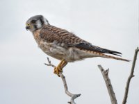 P6A9035-enhanced 1920x1695 U 80 Original ratio