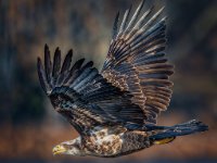 P6A9954-enhanced 1920x1922 U 80 Original ratio