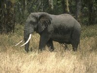 Elephant in Ngorongoro Crater  Elephant Masai Mata