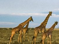 Giraffes back