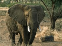 enhanced_African Elephant alone