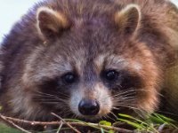 enhanced IMG 1273a 1600x1324 U 120 Long Edge gainMap