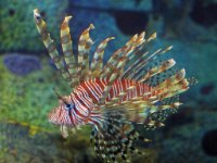 Bahamas Fish009-enhanced (1) 1920x1523 U 80 Original ratio