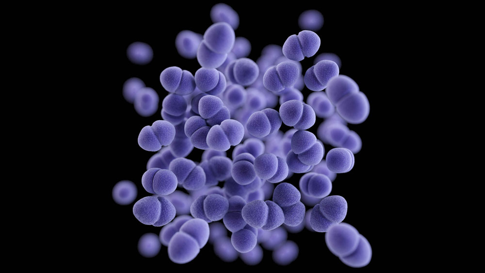 a 3D illustration of vancomycin-resistant Enterococcus (VRE) bacteria 