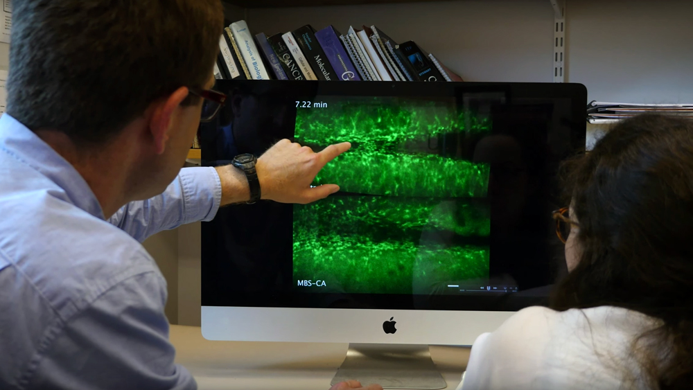 An image of researchers looking at cells on a computer