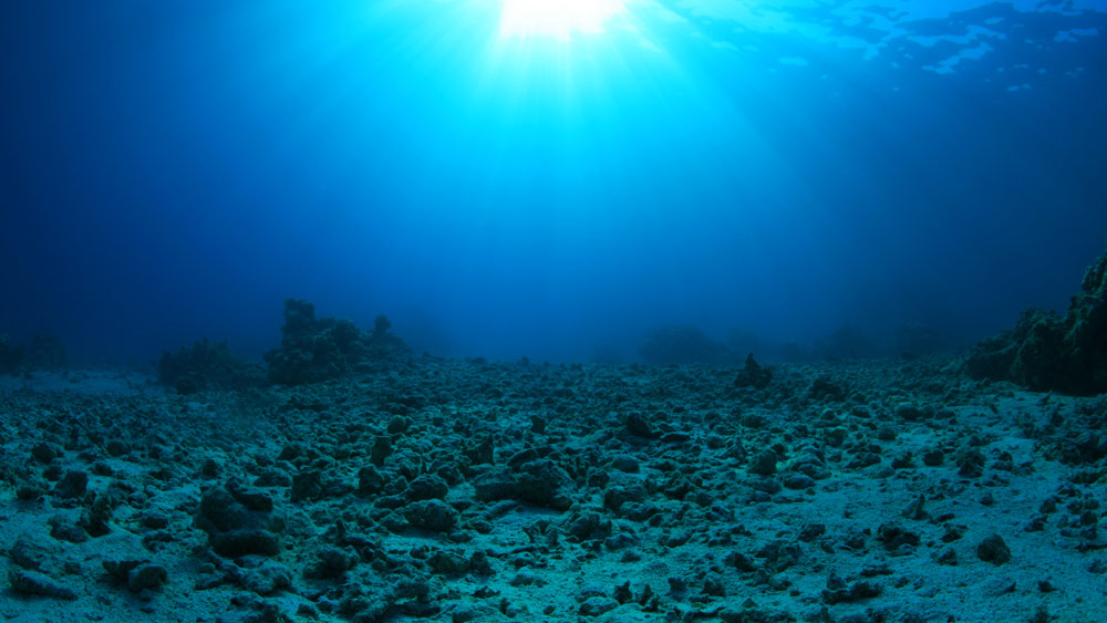 An image of a dark ocean floor with no fish