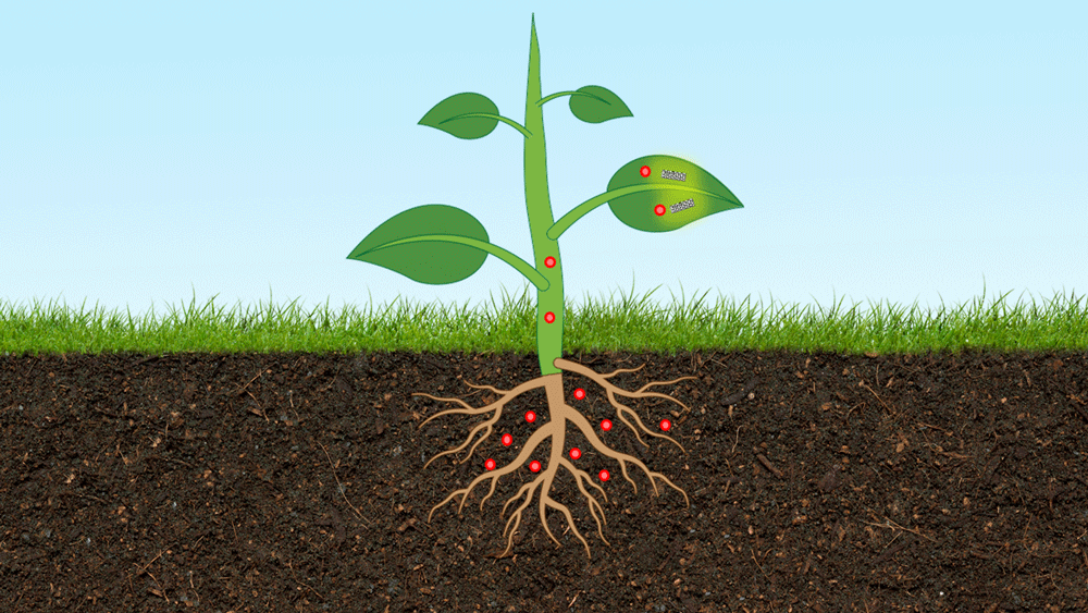 an animation showing a plant in soil detecting arsenic and sending out a signal