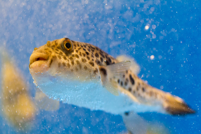 Photo of an adorable puffer fish with yellow body in blue ocean
