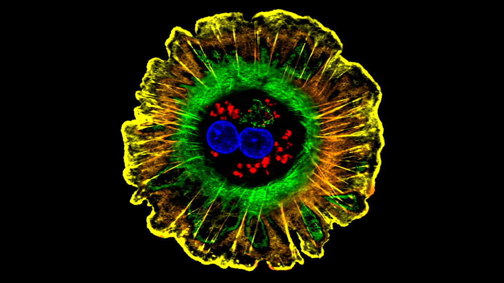 a color enhanced human liver cell