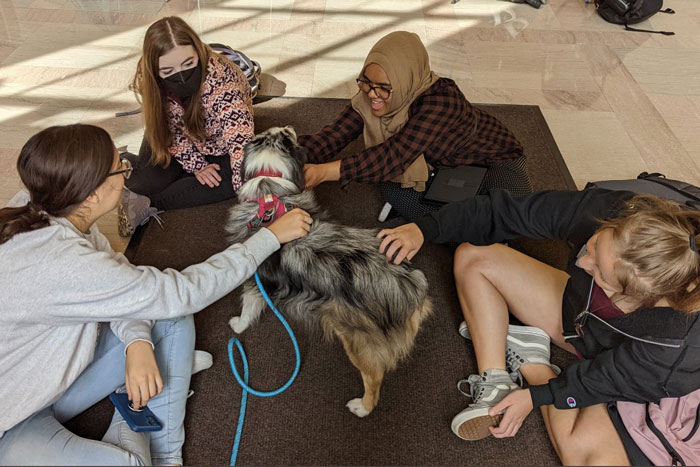 4 students sitting on the ground and petting an australian shepherd dog